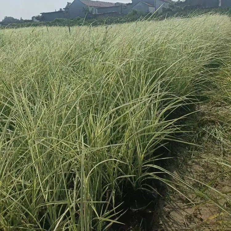 花葉芒杯苗容器苗