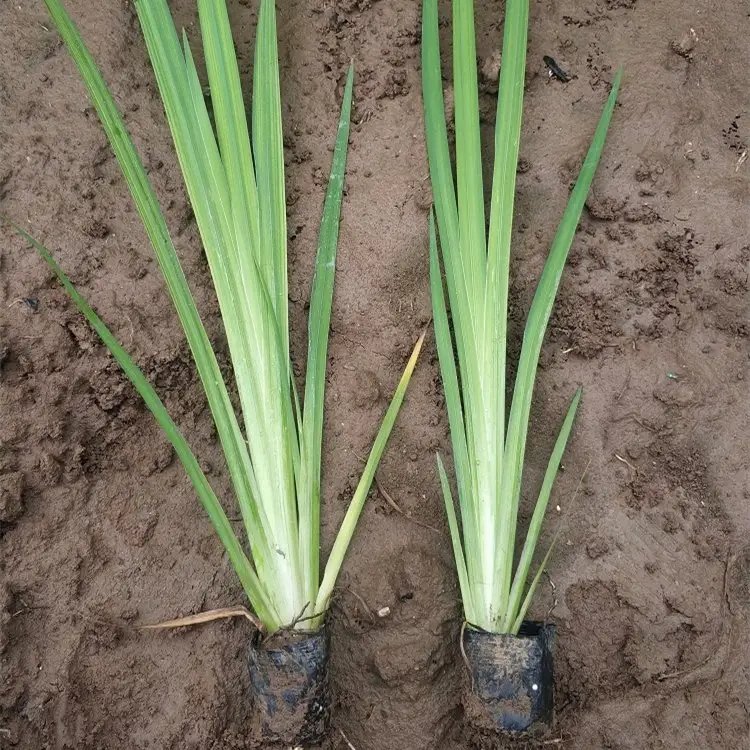 黃<a href='http://m.wuzhouwash.com/caohuazhongzi/1029.html' target='_blank'>菖蒲</a>杯苗容器苗
