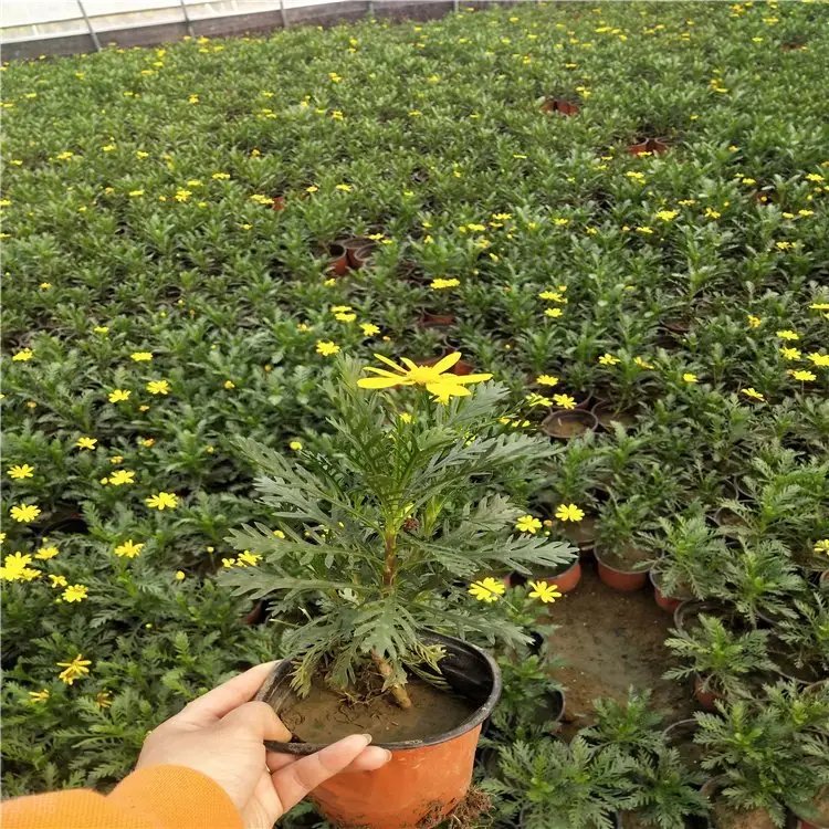 黃金菊杯苗容器苗