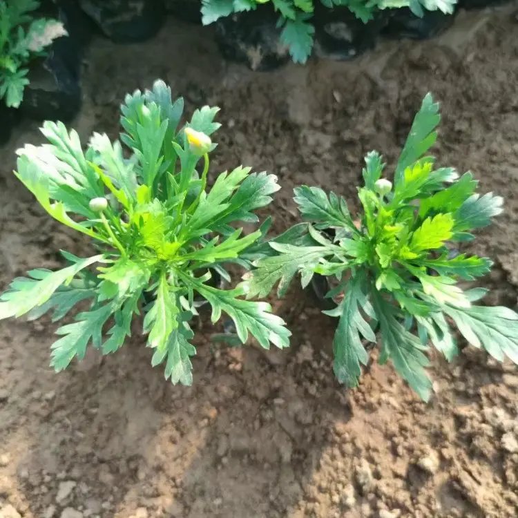黃金菊杯苗容器苗