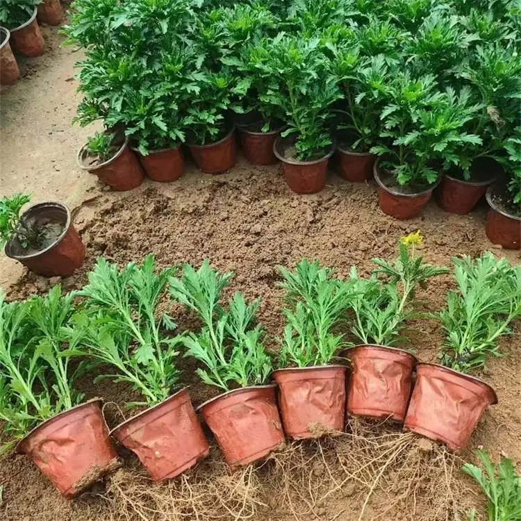 <a href='http://m.wuzhouwash.com/caohuazhongzi/1070.html' target='_blank'>黃金菊</a>杯苗容器苗