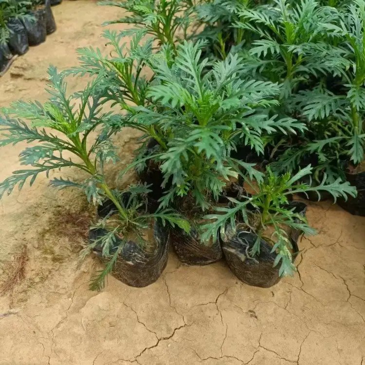 黃金菊杯苗容器苗