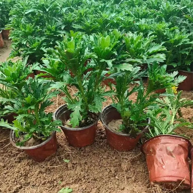 黃金菊杯苗容器苗