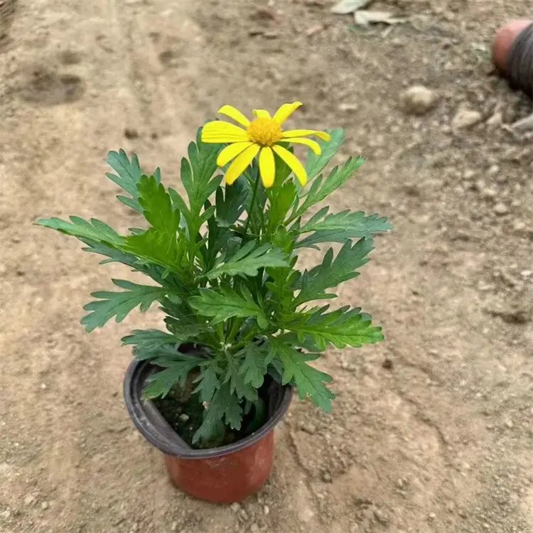黃金菊杯苗容器苗