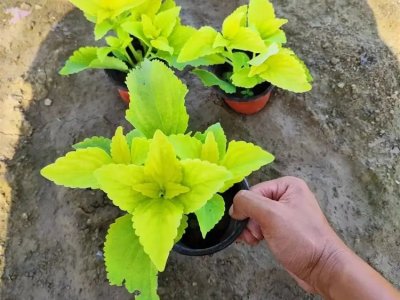 黃色彩葉草