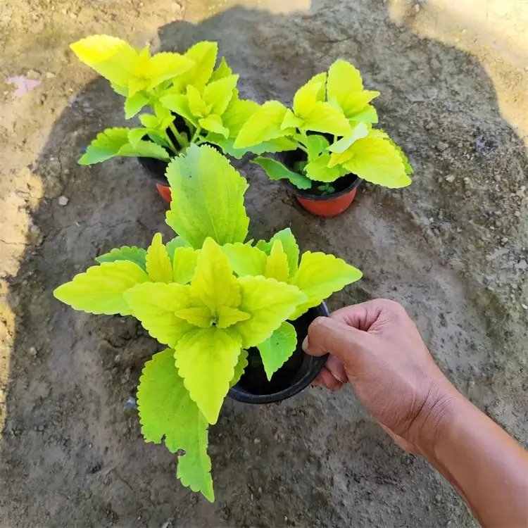 黃色彩葉草杯苗容器苗