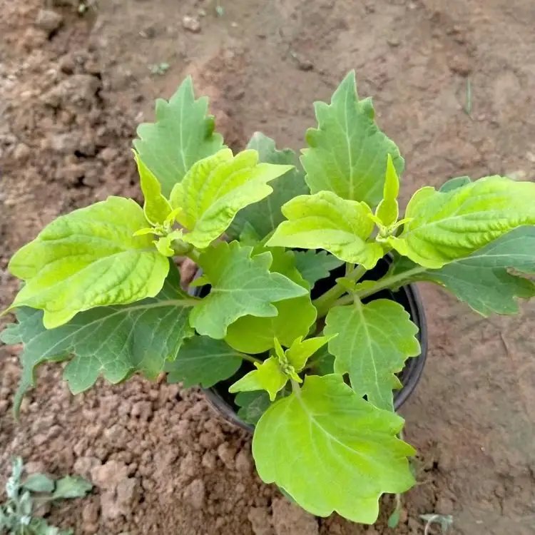 黃色彩葉草杯苗容器苗