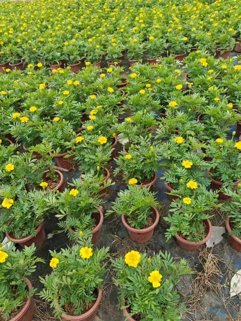 黃色孔雀草杯苗容器苗