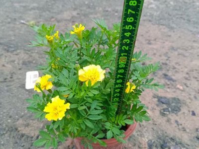 黃色孔雀草