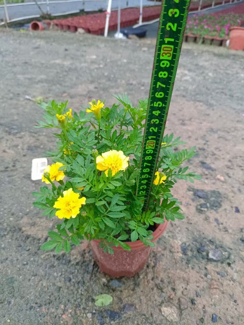 黃色<a href='http://m.wuzhouwash.com/caohuazhongzi/1575.html' target='_blank'>孔雀草</a>杯苗容器苗