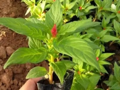 雞冠花