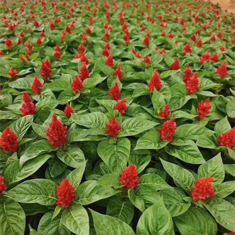 雞冠花杯苗容器苗