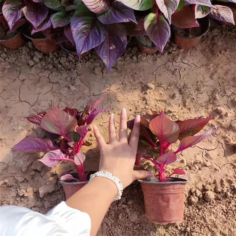 雞冠花杯苗容器苗