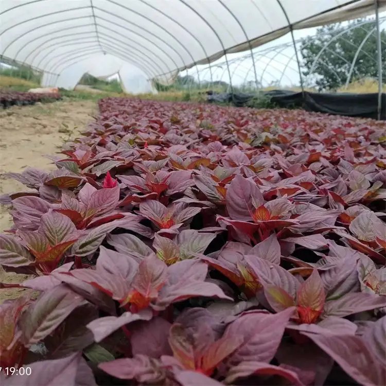 雞冠花杯苗容器苗