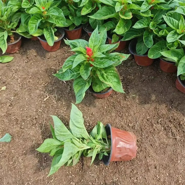 <a href='http://m.wuzhouwash.com/caohuazhongzi/1076.html' target='_blank'>雞冠花</a>杯苗容器苗