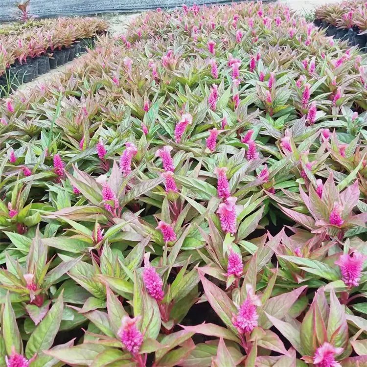 雞冠花杯苗容器苗