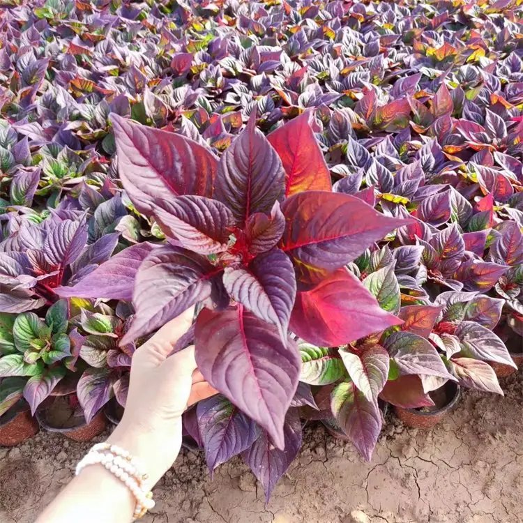 雞冠花杯苗容器苗