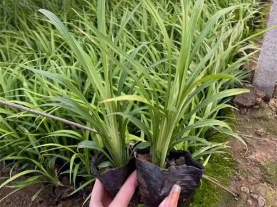吉祥草