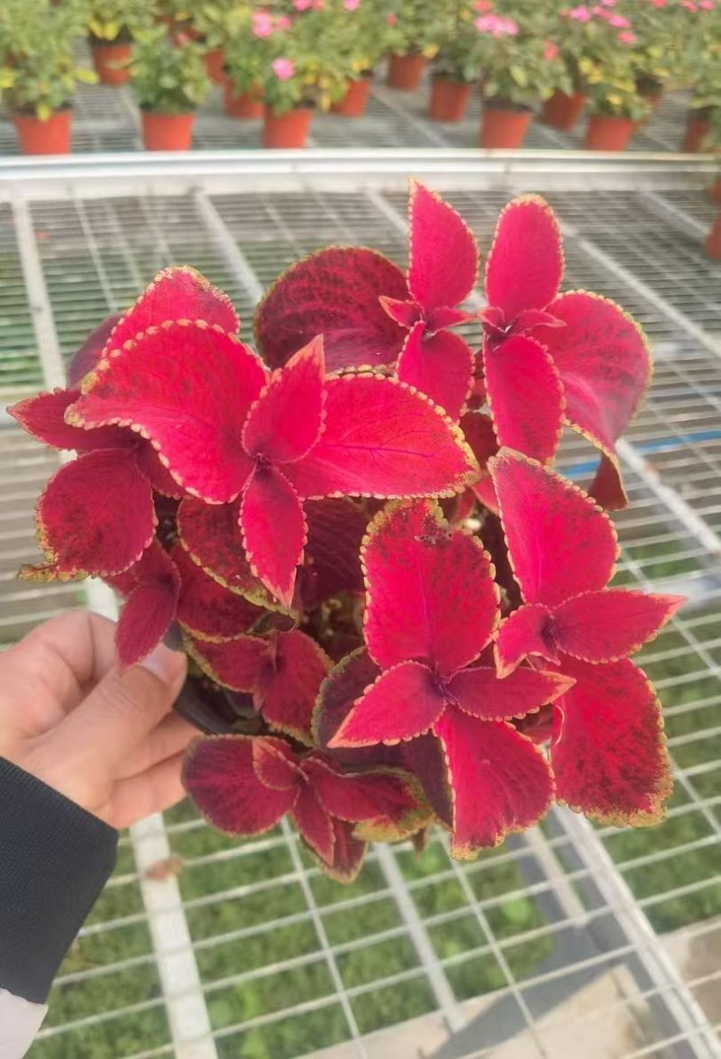 金邊彩葉草杯苗容器苗