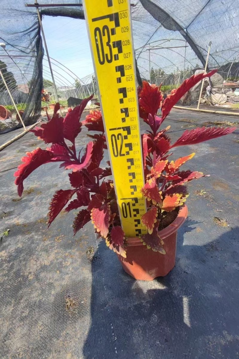 金邊彩葉草杯苗容器苗
