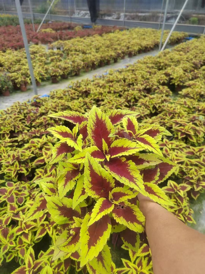 金邊彩葉草杯苗容器苗