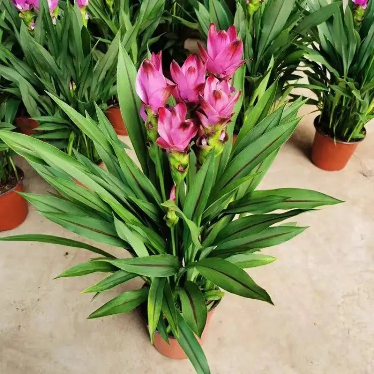 姜<a href='http://m.wuzhouwash.com/caohuazhongzi/1059.html' target='_blank'>荷花</a>杯苗容器苗