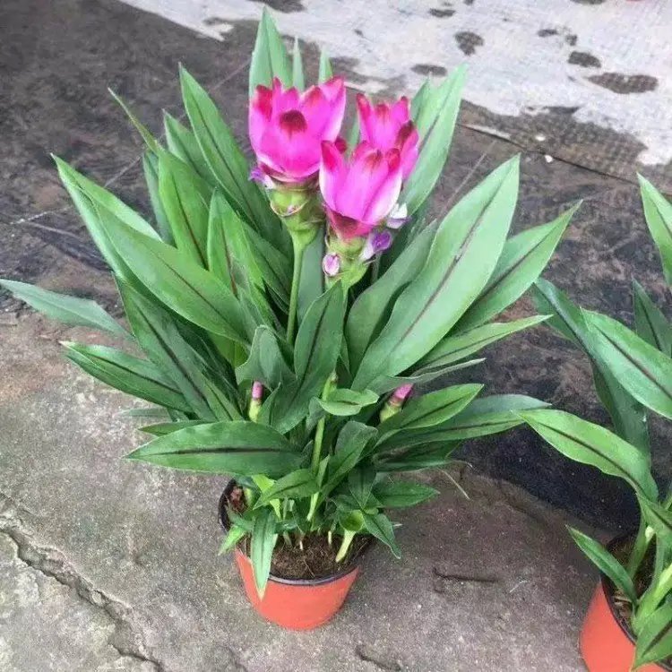 姜荷花杯苗容器苗