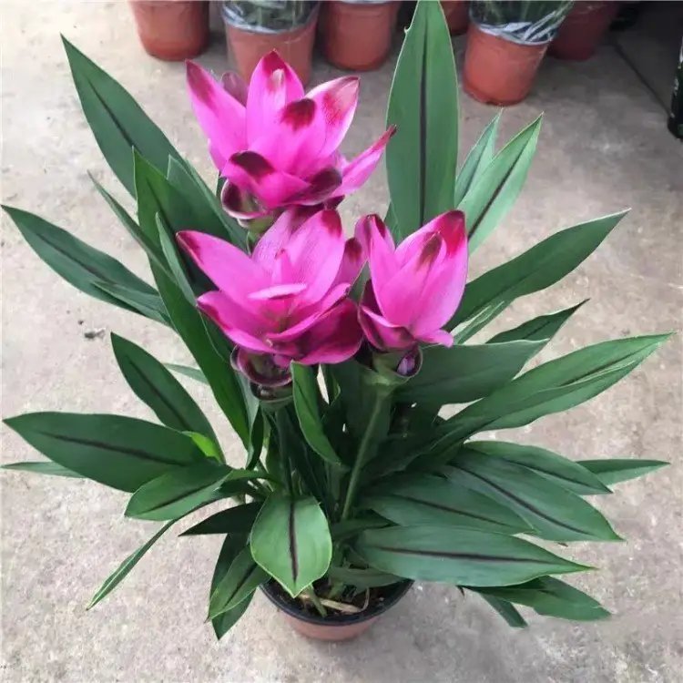 姜荷花杯苗容器苗
