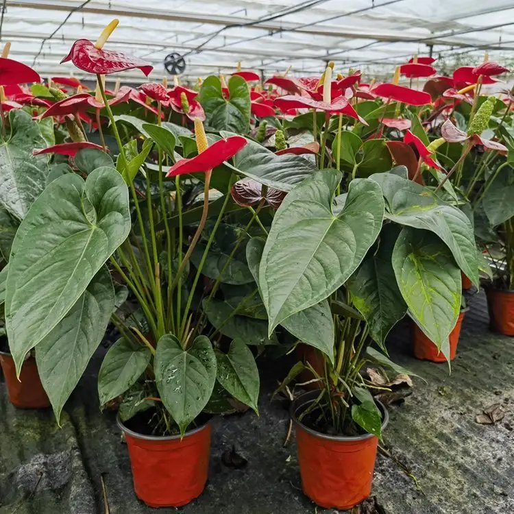 紅掌杯苗容器苗