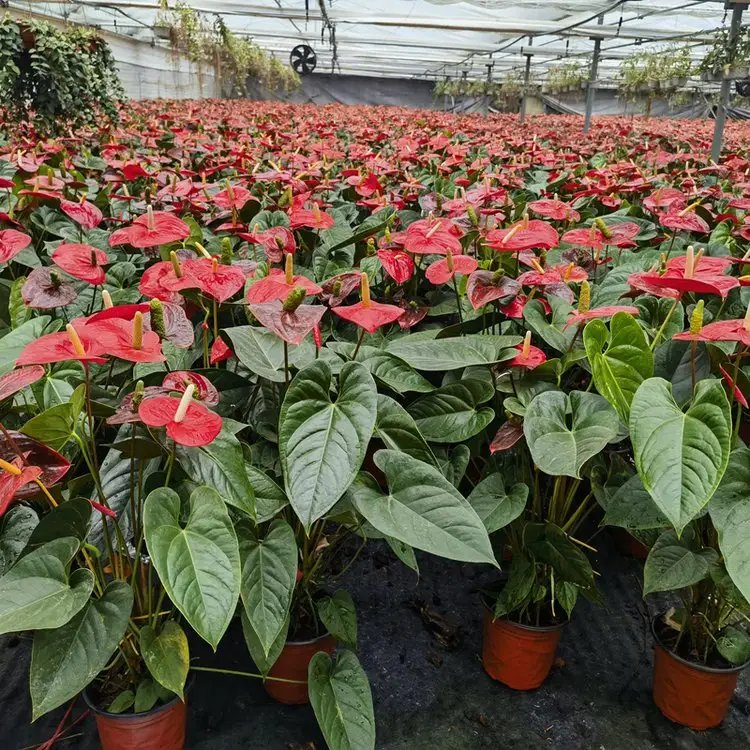 紅掌杯苗容器苗