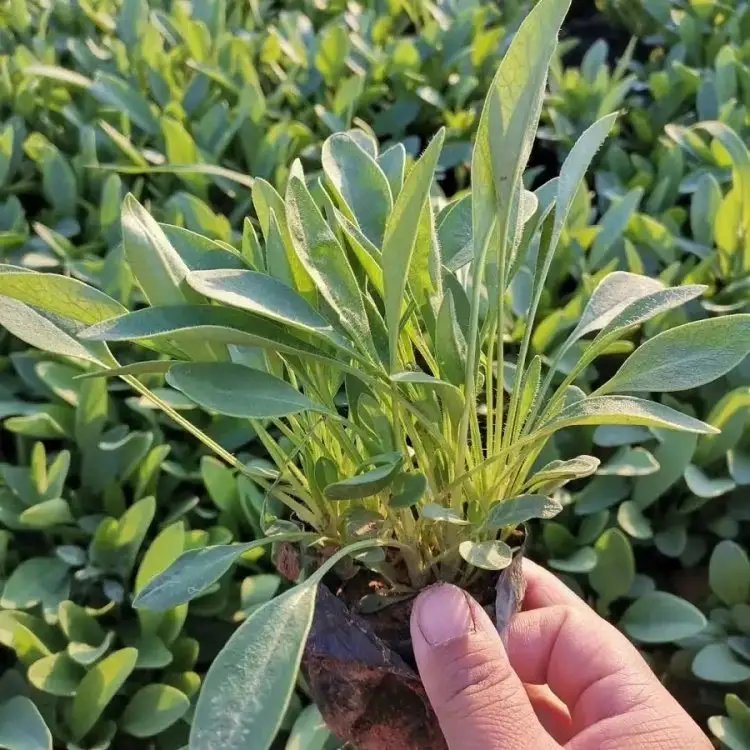 金雞菊杯苗容器苗