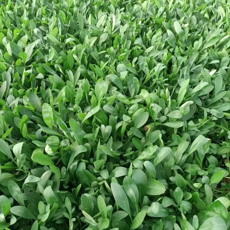 金雞菊杯苗容器苗