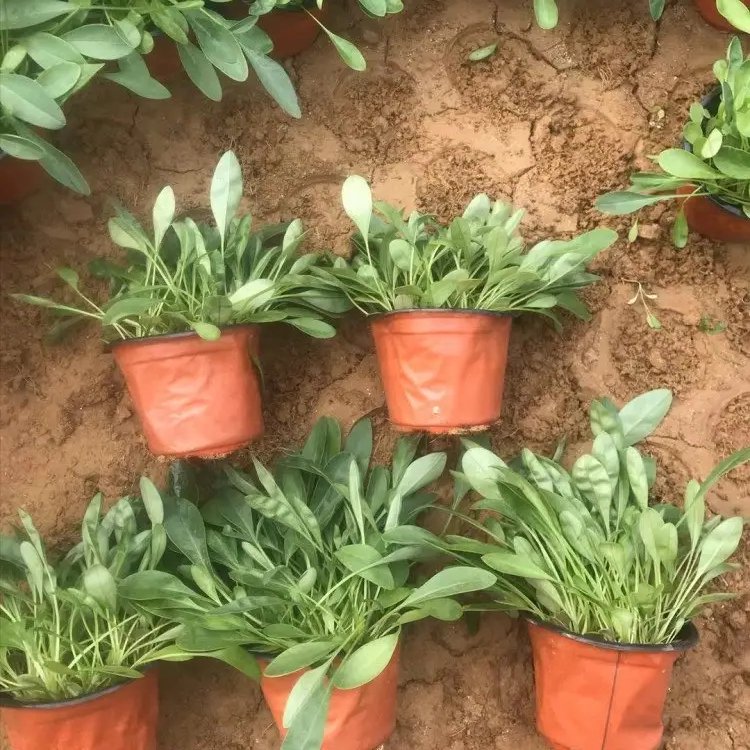 金雞菊杯苗容器苗