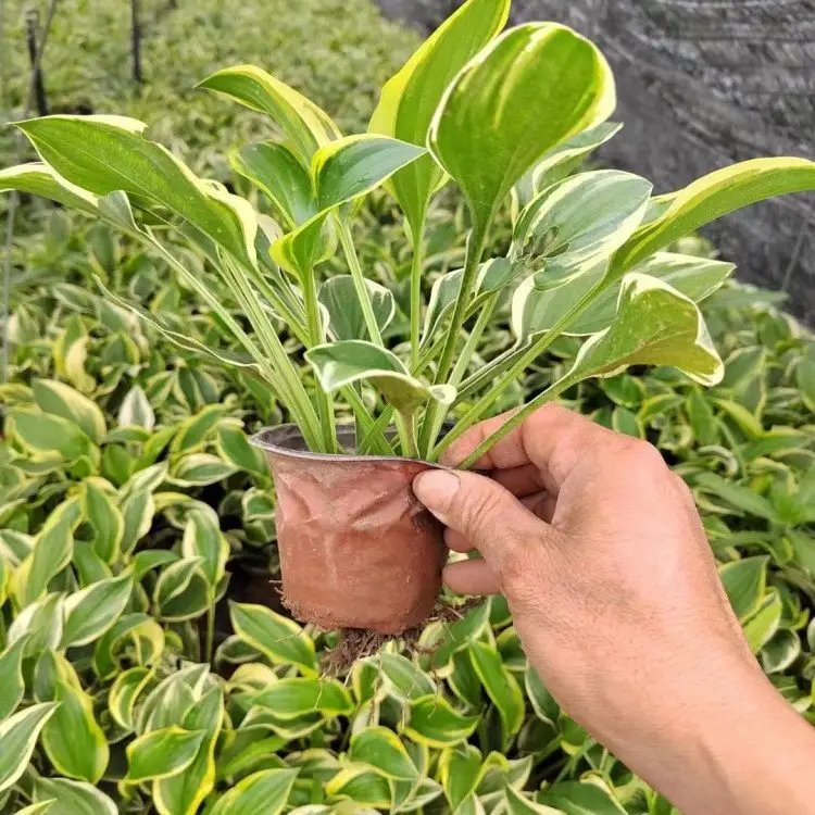 金邊玉簪杯苗容器苗