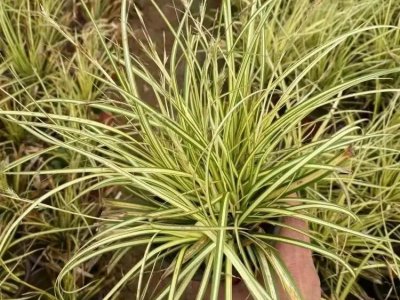 金葉苔草