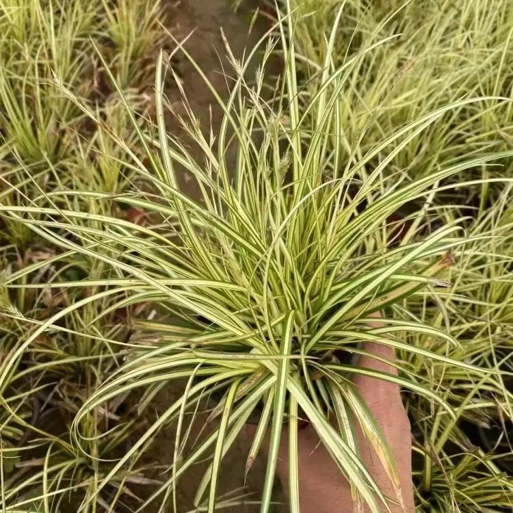 金葉苔草杯苗容器苗