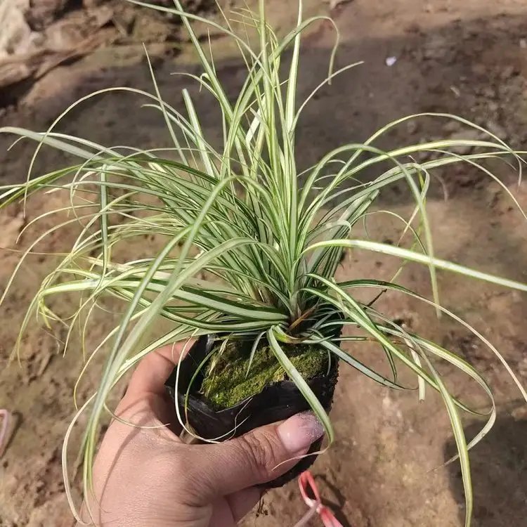 金葉苔草杯苗容器苗