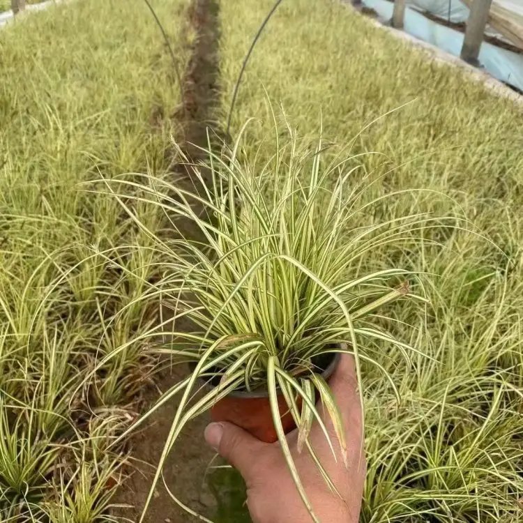 金葉苔草杯苗容器苗