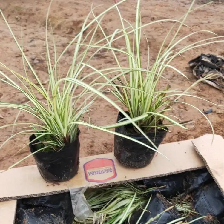 金葉苔草杯苗容器苗