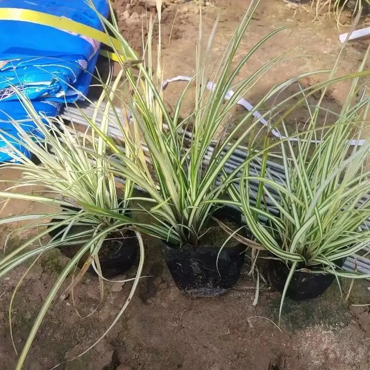 金絲苔草杯苗容器苗
