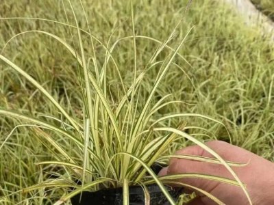 金絲苔草
