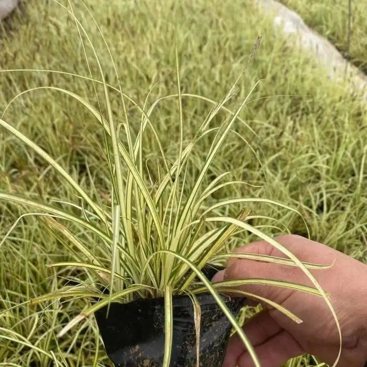 金絲苔草杯苗容器苗