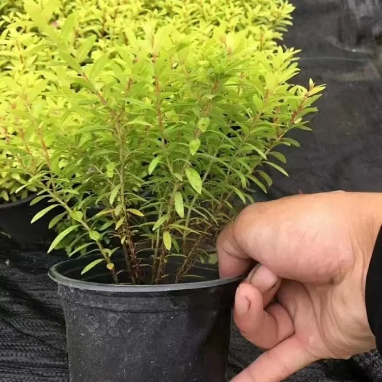 金葉滿天星杯苗容器苗