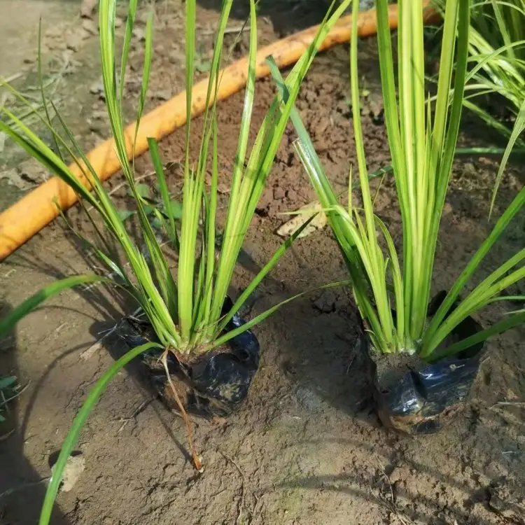 金葉石<a href='http://m.wuzhouwash.com/caohuazhongzi/1029.html' target='_blank'>菖蒲</a>杯苗容器苗