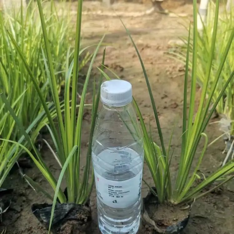 金葉石<a href='http://m.wuzhouwash.com/caohuazhongzi/1029.html' target='_blank'>菖蒲</a>杯苗容器苗