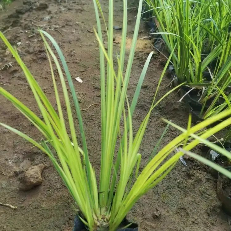 金葉<a href='http://m.wuzhouwash.com/shuishengshuicao/3438.html' target='_blank'>石菖蒲</a>杯苗容器苗