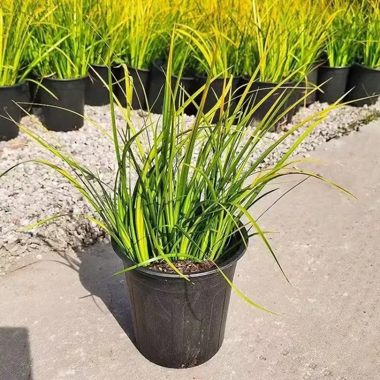 金葉<a href='http://m.wuzhouwash.com/shuishengshuicao/3438.html' target='_blank'>石菖蒲</a>杯苗容器苗