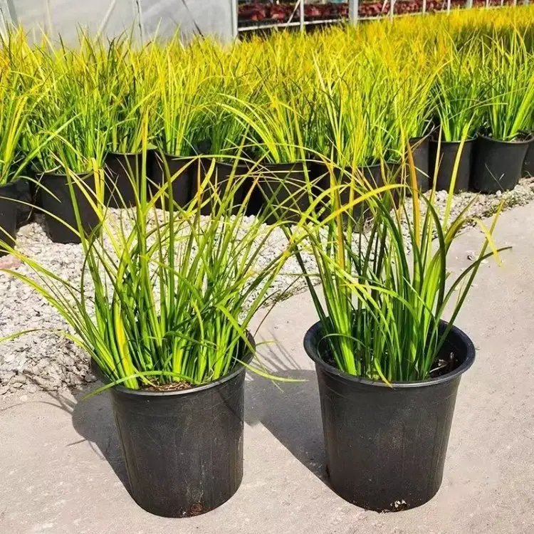 金葉石<a href='http://m.wuzhouwash.com/caohuazhongzi/1029.html' target='_blank'>菖蒲</a>杯苗容器苗