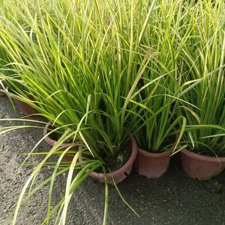 金葉石菖蒲杯苗容器苗