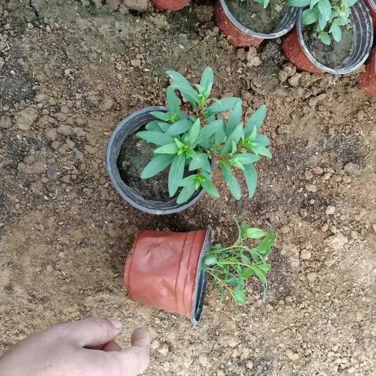 金魚草杯苗容器苗